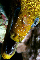 Shrimp Face Part 2. Red Sea, Egypt. by Jim Garland 